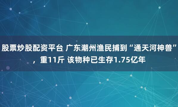 股票炒股配资平台 广东潮州渔民捕到“通天河神兽”，重11斤 该物种已生存1.75亿年